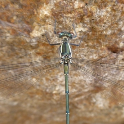 Austroargiolestes icteromelas (Common Flatwing) at ANBG - 15 Dec 2018 by Christine