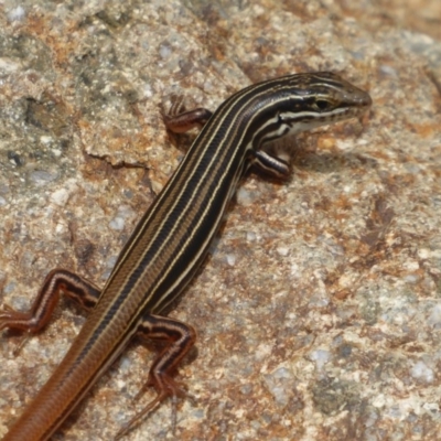 Ctenotus taeniolatus (Copper-tailed Skink) at ANBG - 15 Dec 2018 by Christine