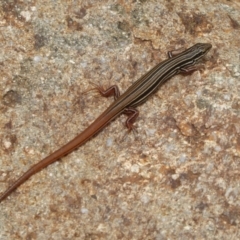 Ctenotus taeniolatus at Acton, ACT - 15 Dec 2018 12:17 PM