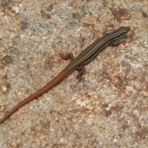 Ctenotus taeniolatus at Acton, ACT - 15 Dec 2018