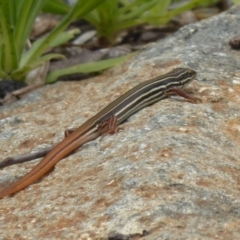 Ctenotus taeniolatus at Acton, ACT - 15 Dec 2018 12:17 PM