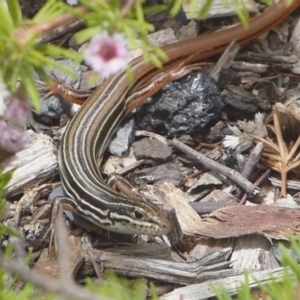 Ctenotus taeniolatus at Acton, ACT - 15 Dec 2018