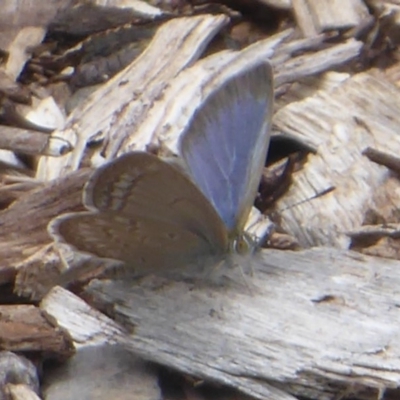 Zizina otis (Common Grass-Blue) at Acton, ACT - 15 Dec 2018 by Christine