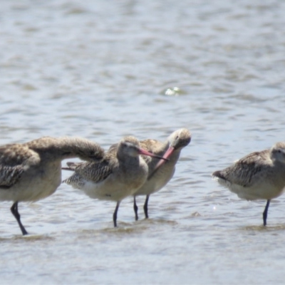 Limosa lapponica (Bar-tailed Godwit) at Jervis Bay National Park - 8 Dec 2018 by KumikoCallaway