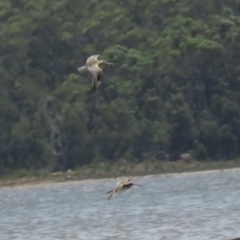 Limosa lapponica at Culburra Beach, NSW - 8 Dec 2018