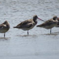 Limosa lapponica at Culburra Beach, NSW - 8 Dec 2018