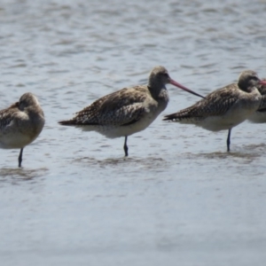 Limosa lapponica at Culburra Beach, NSW - 8 Dec 2018