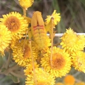 Phaneropterinae (subfamily) at Cook, ACT - 15 Dec 2018 05:02 PM