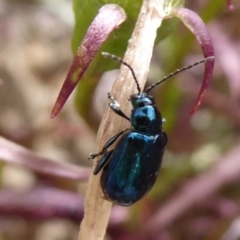 Altica sp. (genus) (Flea beetle) at Acton, ACT - 15 Dec 2018 by Christine