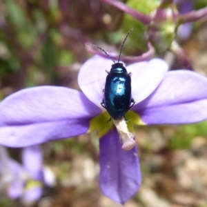 Altica sp. (genus) at Acton, ACT - 15 Dec 2018 12:28 PM