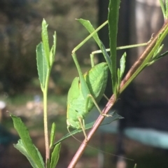 Caedicia simplex (Common Garden Katydid) at Cook, ACT - 15 Dec 2018 by NickiTaws