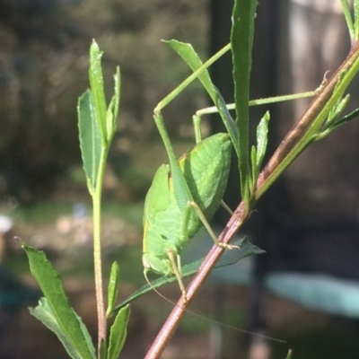 Caedicia simplex (Common Garden Katydid) at Cook, ACT - 15 Dec 2018 by NickiTaws