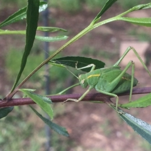 Caedicia simplex at Cook, ACT - 15 Dec 2018