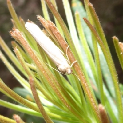 Philobota productella (Pasture Tunnel Moth) at ANBG - 15 Dec 2018 by Christine