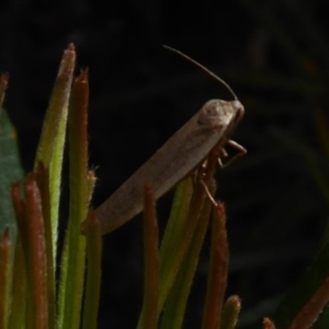 Philobota productella at Acton, ACT - 15 Dec 2018