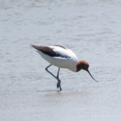 Recurvirostra novaehollandiae (Red-necked Avocet) at Wollumboola, NSW - 8 Dec 2018 by KumikoCallaway