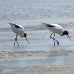 Recurvirostra novaehollandiae at Wollumboola, NSW - 8 Dec 2018 01:13 PM