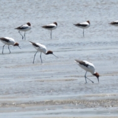 Recurvirostra novaehollandiae at Wollumboola, NSW - 8 Dec 2018