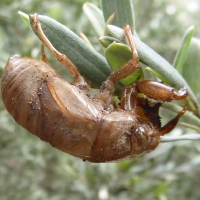 Psaltoda moerens (Redeye cicada) at ANBG - 15 Dec 2018 by Christine