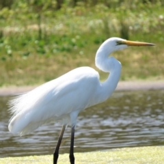 Ardea alba (Great Egret) at Jervis Bay National Park - 8 Dec 2018 by KumikoCallaway