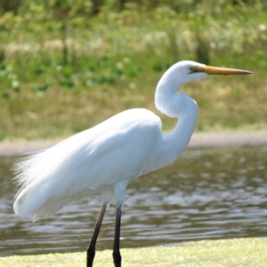 Ardea alba at Culburra Beach, NSW - 8 Dec 2018 02:03 PM