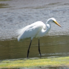 Ardea alba at Culburra Beach, NSW - 8 Dec 2018