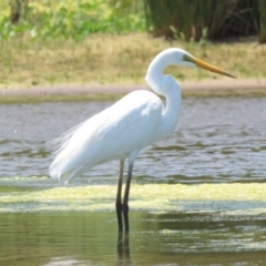 Ardea alba at Culburra Beach, NSW - 8 Dec 2018 02:03 PM