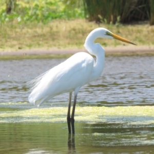 Ardea alba at Culburra Beach, NSW - 8 Dec 2018