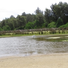 Ardea alba at Culburra Beach, NSW - 8 Dec 2018 02:03 PM