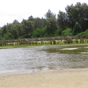 Ardea alba at Culburra Beach, NSW - 8 Dec 2018 02:03 PM