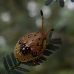 Anischys sp. (genus) (Unidentified Anischys bug) at ANBG - 15 Dec 2018 by Christine