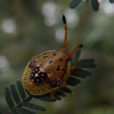 Anischys sp. (genus) (Unidentified Anischys bug) at GG26 - 15 Dec 2018 by Christine