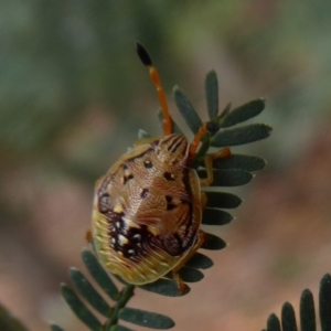 Anischys sp. (genus) at Acton, ACT - 15 Dec 2018 11:43 AM