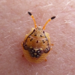 Anischys sp. (genus) at Acton, ACT - 15 Dec 2018 11:43 AM