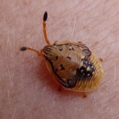 Anischys sp. (genus) at Acton, ACT - 15 Dec 2018