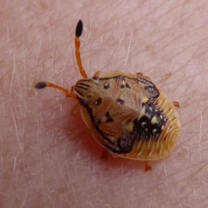 Anischys sp. (genus) at Acton, ACT - 15 Dec 2018 11:43 AM