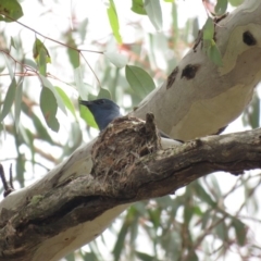 Myiagra rubecula (Leaden Flycatcher) at Carwoola, NSW - 15 Dec 2018 by KumikoCallaway