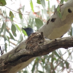 Myiagra rubecula (Leaden Flycatcher) at Carwoola, NSW - 14 Dec 2018 by KumikoCallaway