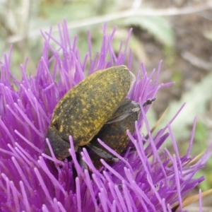 Larinus latus at O'Malley, ACT - 15 Dec 2018