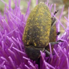 Larinus latus at O'Malley, ACT - 15 Dec 2018