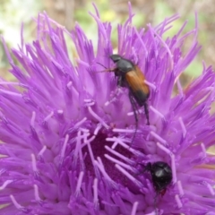 Phyllotocus navicularis (Nectar scarab) at Mount Mugga Mugga - 15 Dec 2018 by Mike