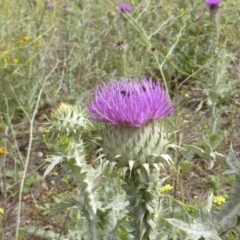 Onopordum acanthium (Scotch Thistle) at Mount Mugga Mugga - 15 Dec 2018 by Mike