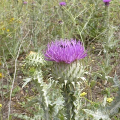 Onopordum acanthium (Scotch Thistle) at Mount Mugga Mugga - 15 Dec 2018 by Mike