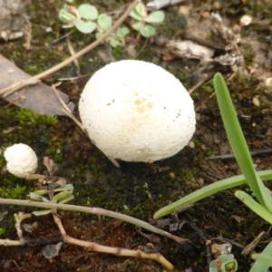 zz puffball at O'Malley, ACT - 15 Dec 2018 01:56 PM