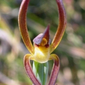 Lyperanthus suaveolens at Vincentia, NSW - suppressed