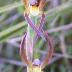 Lyperanthus suaveolens at Vincentia, NSW - 21 Sep 2004