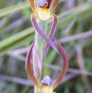 Lyperanthus suaveolens at Vincentia, NSW - suppressed