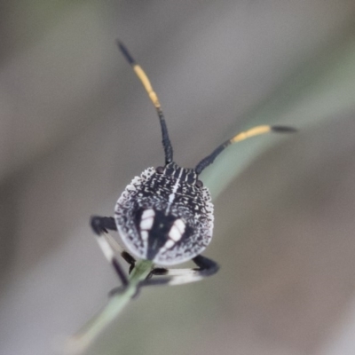 Theseus modestus (Gum tree shield bug) at Michelago, NSW - 15 Dec 2018 by Illilanga
