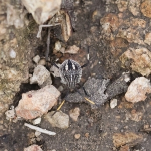 Theseus modestus at Michelago, NSW - 15 Dec 2018 05:57 PM