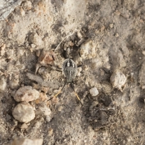 Theseus modestus at Michelago, NSW - 15 Dec 2018 05:57 PM